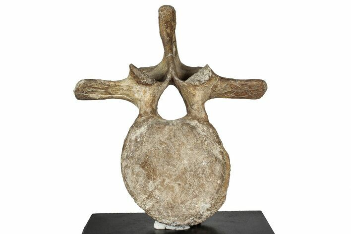 Ceratopsian (Einiosaurus) Caudal Vertebra with Stand - Montana #350882